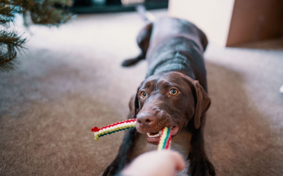 The Psychology of Pets: Expert Insights into Animal Behavior