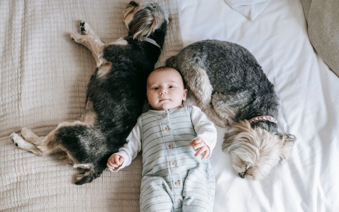 Welcoming a New Baby: Preparing Your Pet for a New Family Member