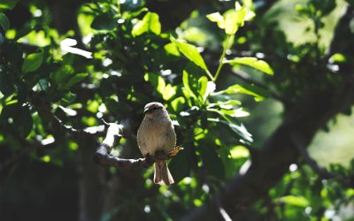 Encountering Nature: Tips for Safely Watching Wildlife on Trails and Campsites